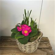 Spring Planter 