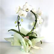 Orchid Plant Gift
