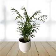 Indoor Palm Plant