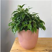 Ficus Benjamina plant in ceramic pot