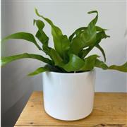 Asplenium green fern plant in pot