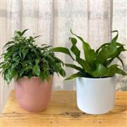 Ficus and Asplenium Small House Plants Duo