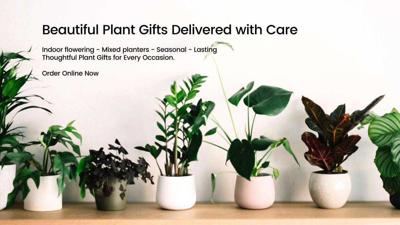 Plant Gifts